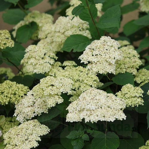 Hortensja krzewiasta Lime Rickey