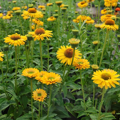 jeżówka SUNSEEKERS "Golden Sun"