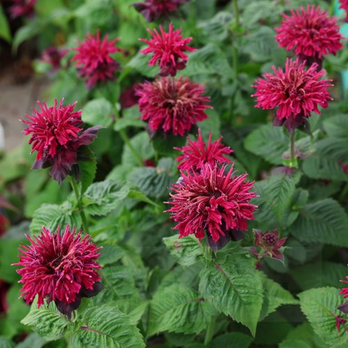 Pysznogłówka 'Fireball'