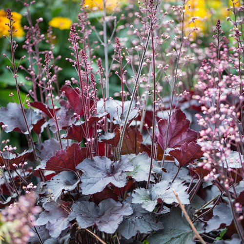 Żurawka 'Rex Black'