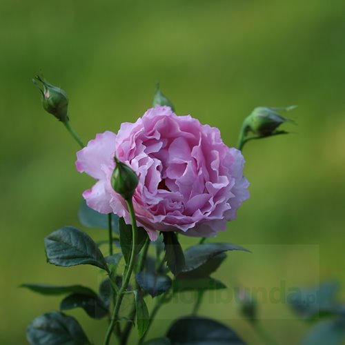 Alexandra David Neel®