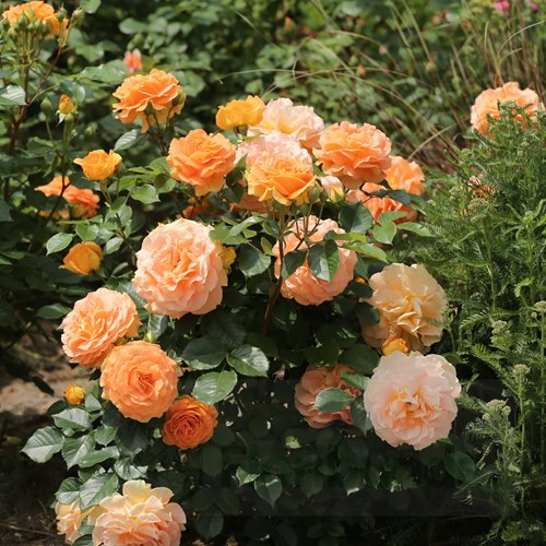 Goldelse  PIENNA (pień 60 cm)