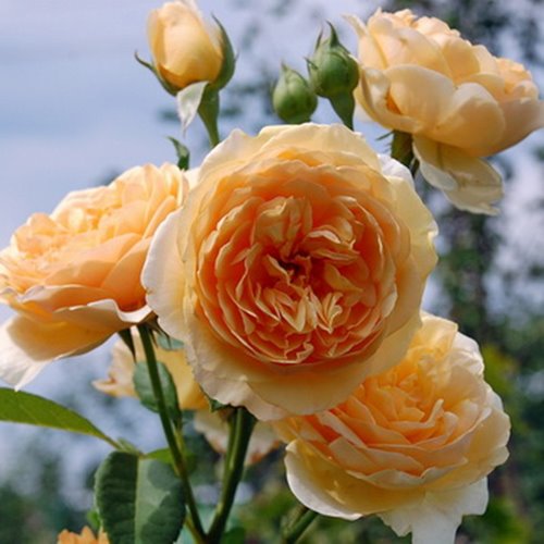 Lemon  PIENNA DONICZKA