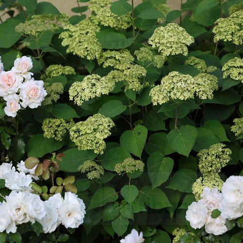 Hortensja krzewiasta Lime Rickey