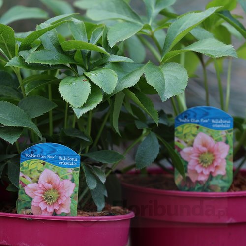 Ciemiernik "Double Ellen Pink"