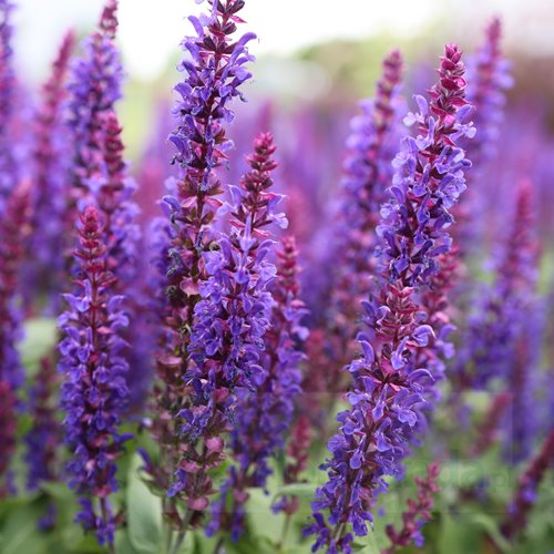 Szałwia omszona 'Rianne Purple'