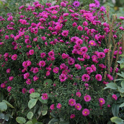 aster dumosus "Jenny"