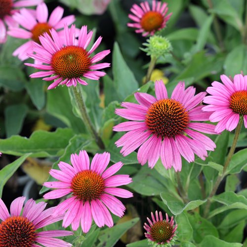 Jeżówka Sunseekers "PINK"