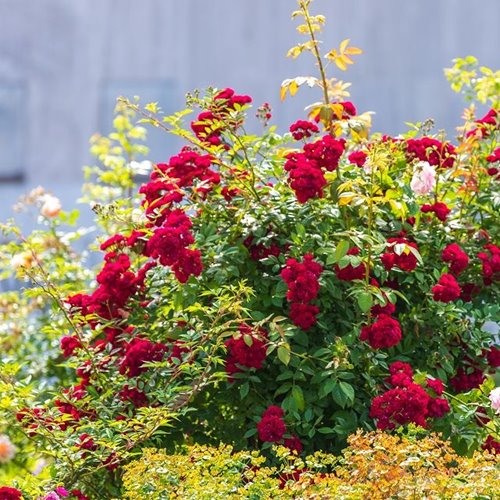 Perenial Domino DONICZKA