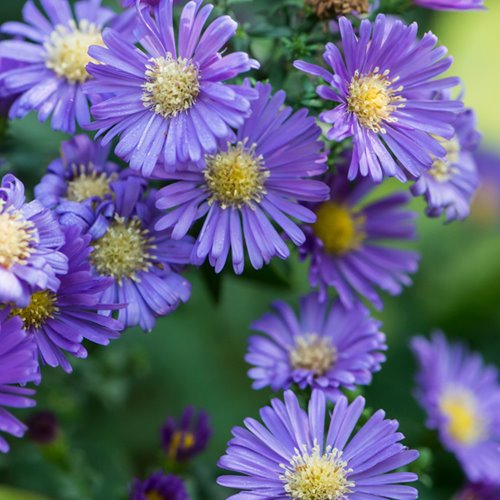 aster krzaczasty "Island Samoa"