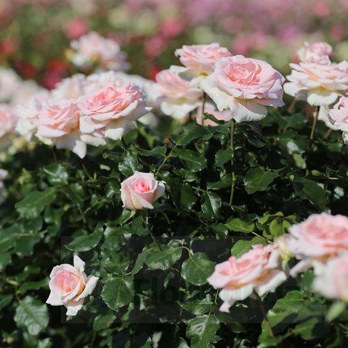 Johann Strauss  PIENNA