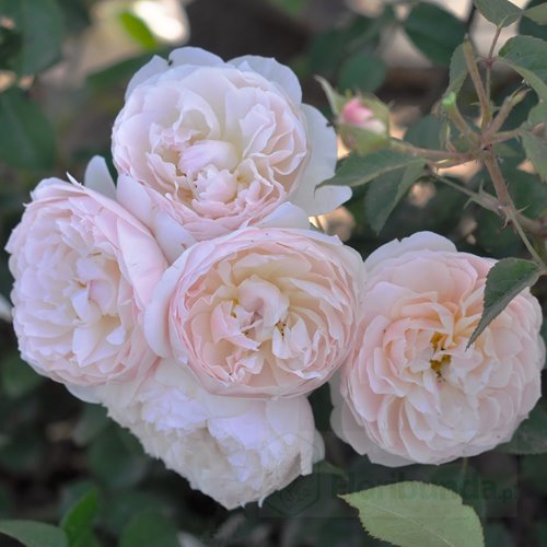 Natural Aroma (Bozarom014)