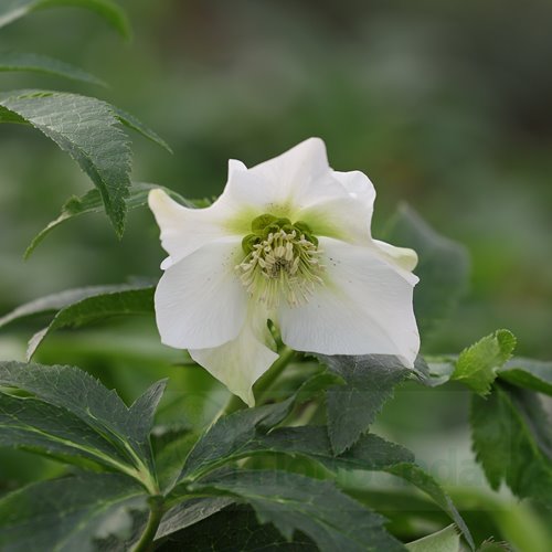 Ciemiernik orientalis "Pretty Ellen White"