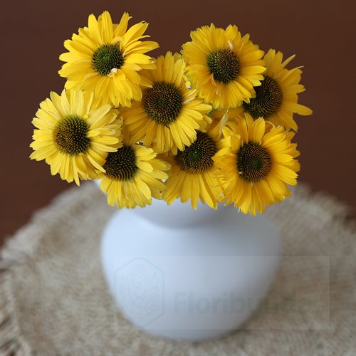 jeżówka SUNSEEKERS "Golden Sun"