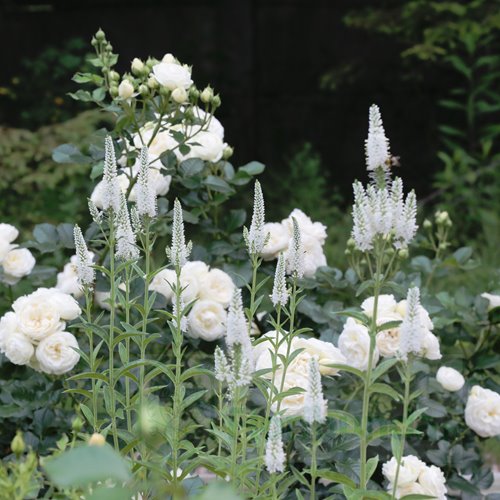 przetacznik kłosowy "Frist Lady"