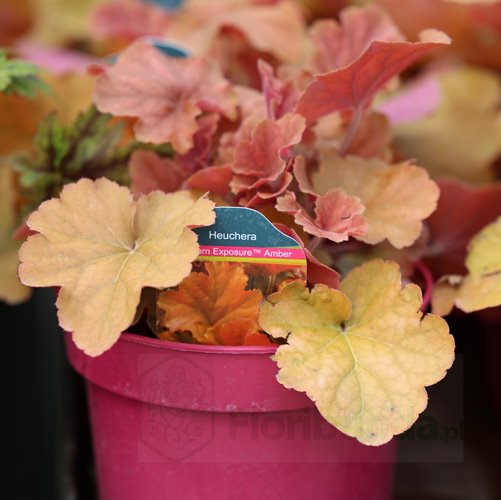 Żurawka Nothern Exposure 'Amber'