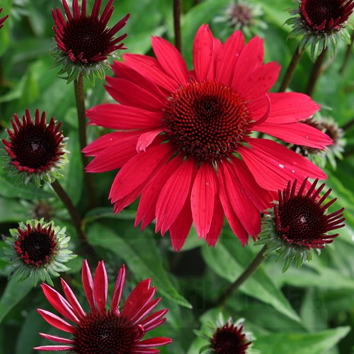 Jeżówka Pearl™ Deep Red