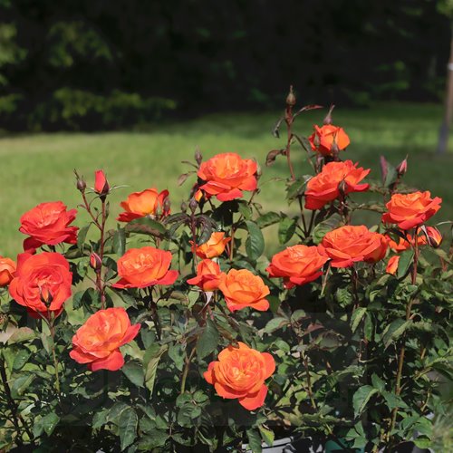 Super Trouper   (FRYleyeca)