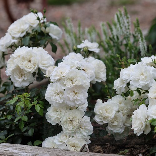 Kastelruther Spatzen PIENNA