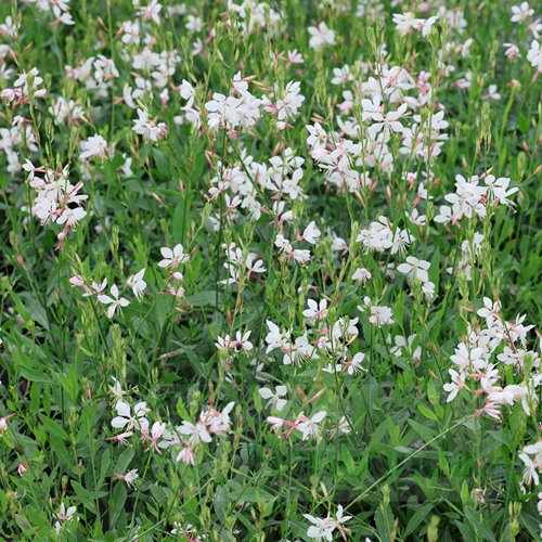 gaura lindheimeri "Flamingo White"