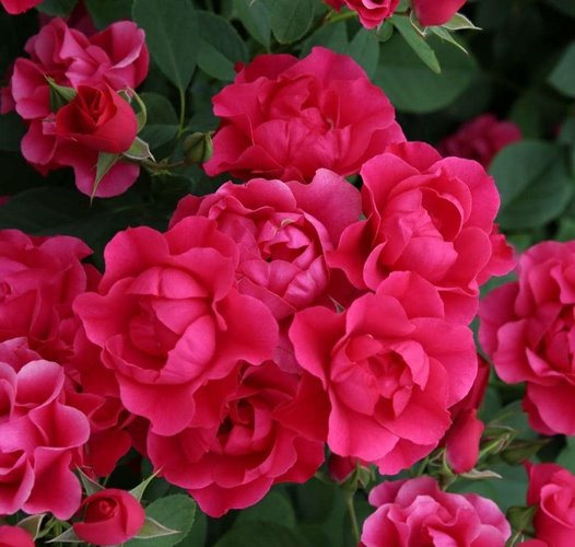 Pink Forest Rose