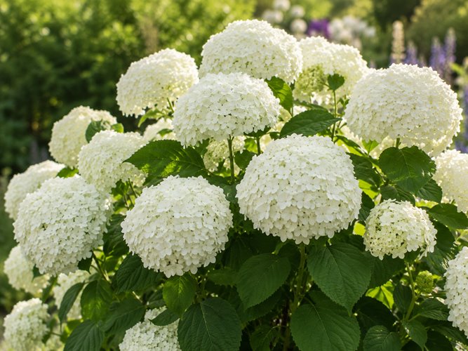 Hortensja drzewiasta 'Flower WOW®