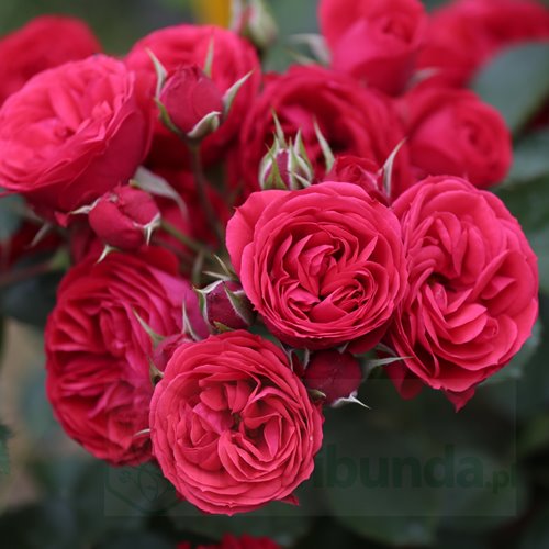 Crimson  Flower Circus