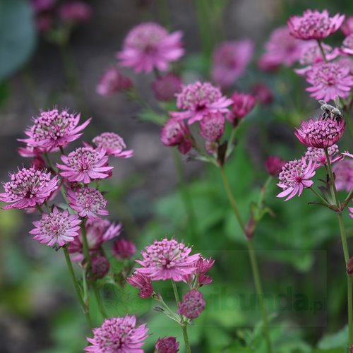 Jarzmianka Większa "Cerise Button"