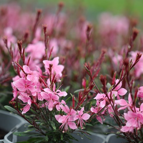Gaura Gambit Compact "Rose Pink"