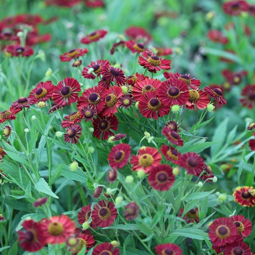 Dzielżan hybridum Mariachi™ Siesta