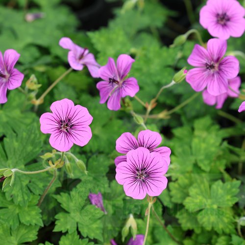 Bodziszek "Pink Penny"