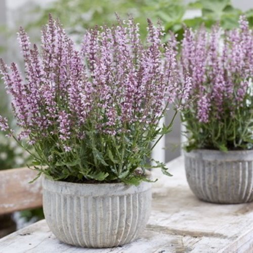 szałwia "Feathers Flamingo"