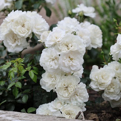 Kastelruther Spatzen PIENNA