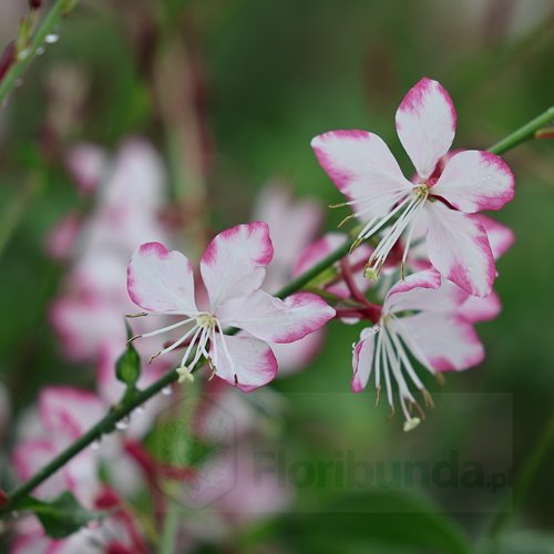 Gaura Gambit® Rose Bicolor