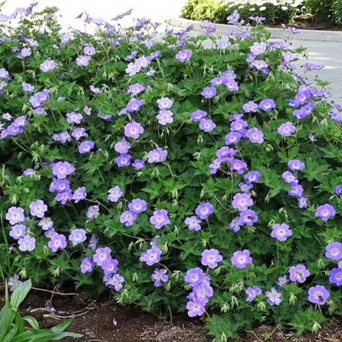 Bodziszek "Azure Rush"
