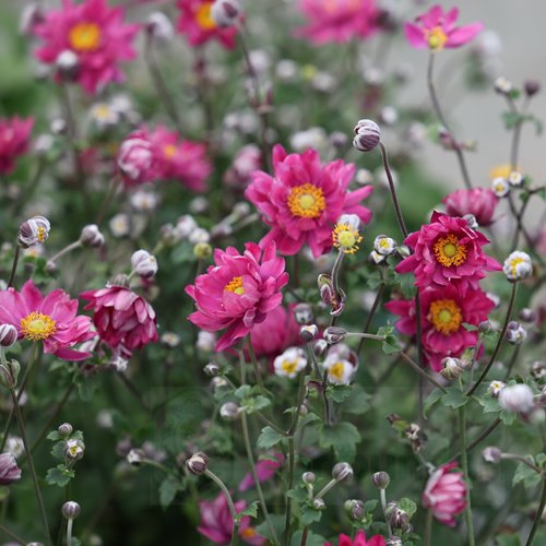 Zawilec Breeze Rosy Red