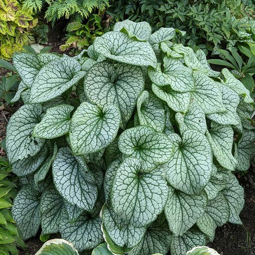 Brunnera 'Alexander's Great'