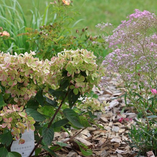 Hortensja bukietowa "Pastel Green"