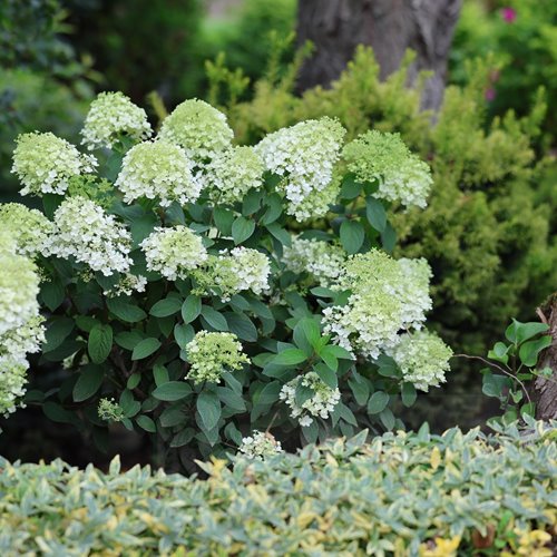 Hortensja bukietowa "Bobo"