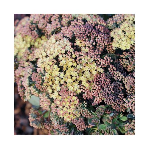 Rozchodnik  "Globe Yellow"