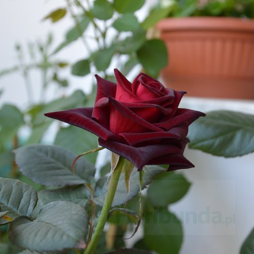 Black Baccara (Meidebenne)