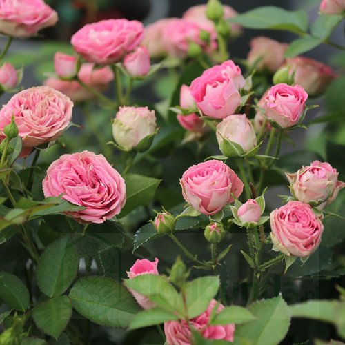 Elysium Flower Circus