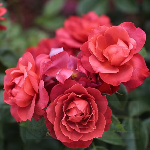 Hot Chocolate (Wekpaltlez)