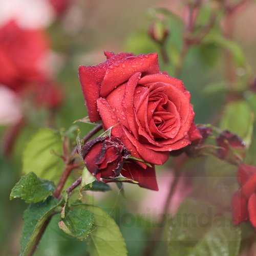 Terracotta  (Meicobius)