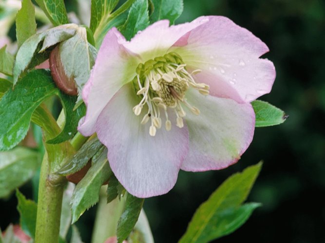 Ciemiernik "Pretty Ellen Pink"