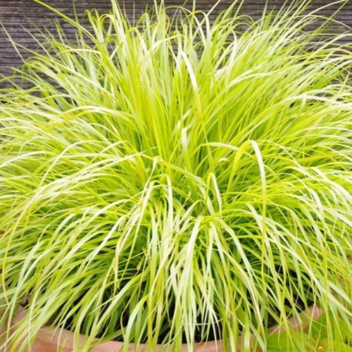 rozplenica  "Hameln Gold"