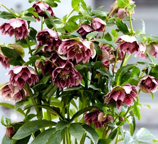 Ciemiernik "Double Ellen Pink Spotted"