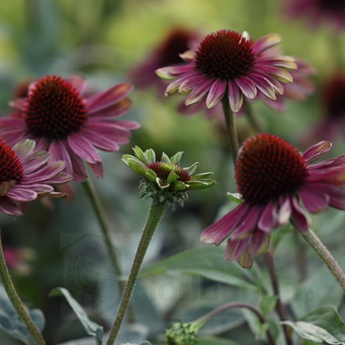 Jeżówka purpurowa "Sweet Sandia"