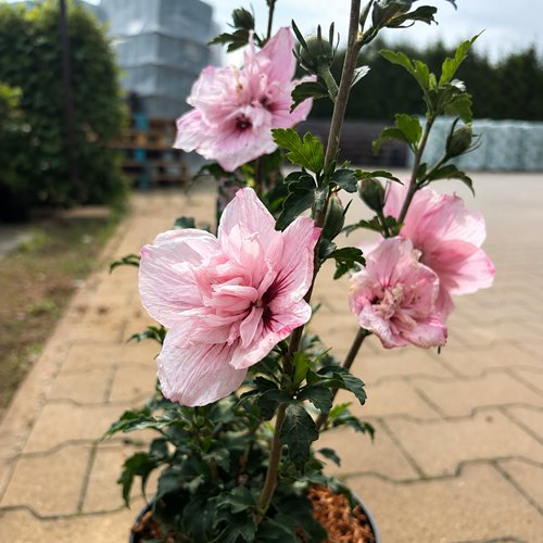 Hibiskus syryjski Pink Chiffon – różowy hibiskus o półpełnych kwiatach
