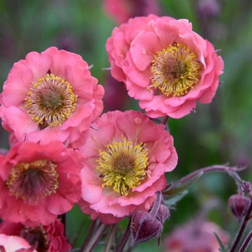 Kuklik "Pink Petticoats"